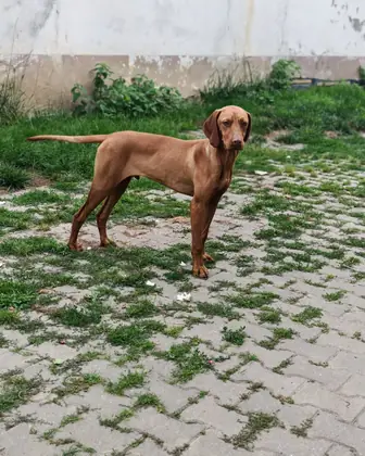 3 Pui Vizsla Maghiară – 7 luni – din părinți câini de vânătore, pregătiți pentru teren