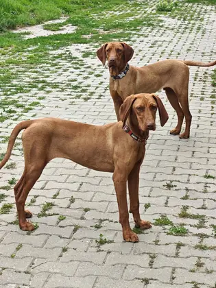 3 Pui Vizsla Maghiară – 7 luni – din părinți câini de vânătore, pregătiți pentru teren