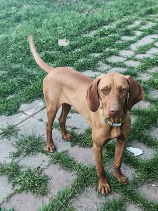 3 Pui Vizsla Maghiară – 7 luni – din părinți câini de vânătore, pregătiți pentru teren
