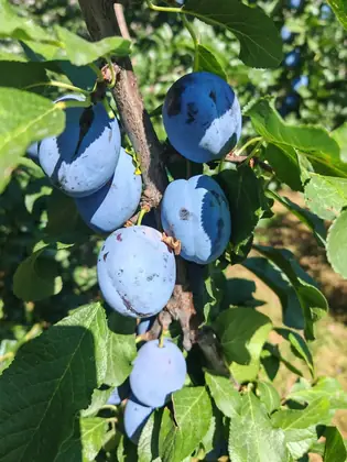 Prune de vânzare