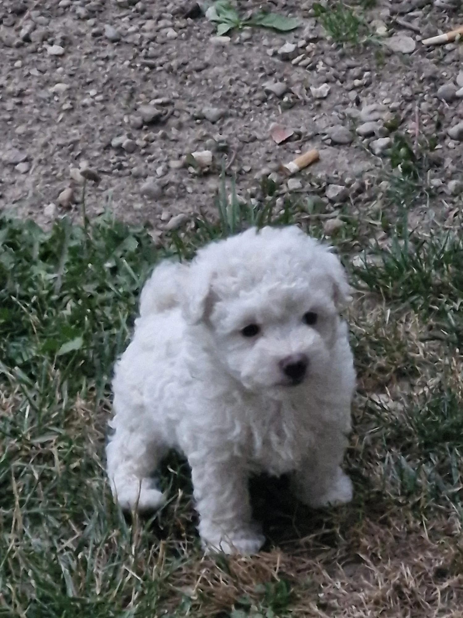 Bischon frise