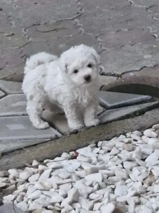 Bischon frise
