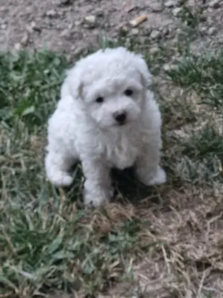 Bischon frise