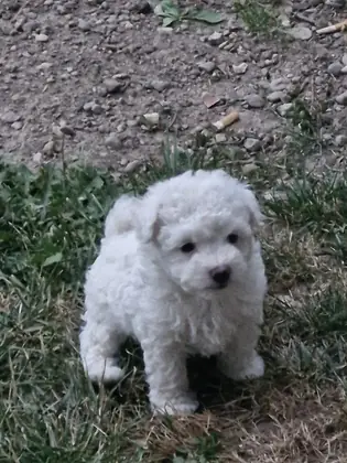 Bischon frise